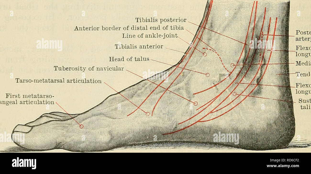 . Cunningham's Text-book of anatomy. Anatomy. 146-1 SUKFACE AND SUKGICAL ANATOMY. of the tibia. The small posterior surface of the talus is felt distal and posterior to the medial malleolus, at the anterior part of the hollow between it and the heel. In effusions into the ankle-joint the hollows in front and behind the malleoli are obliterated, and the extensor tendons are raised from the front of the joint. A finder's breadth distal to the tip of the medial malleolus is the sustentaculum tali; 1 in. in front of the sustentaculum, and midway between the dorsal and plantar margins of the media Stock Photo