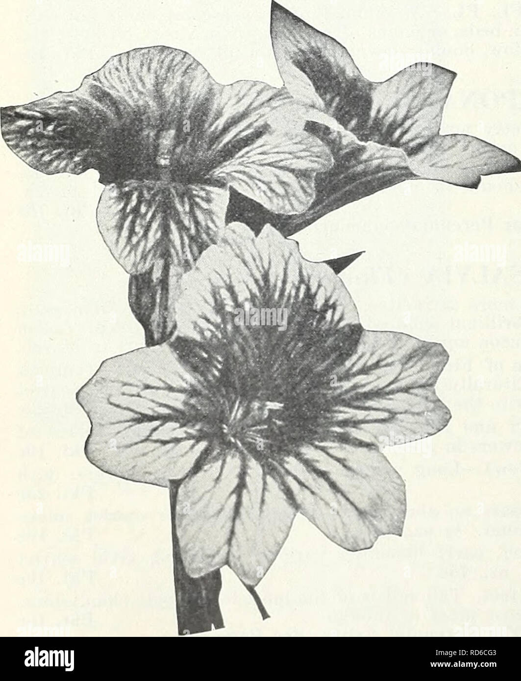 . Currie's garden annual : spring 1934 59th year. Flowers Seeds Catalogs; Bulbs (Plants) Seeds Catalogs; Vegetables Seeds Catalogs; Nurseries (Horticulture) Catalogs; Plants, Ornamental Catalogs; Gardening Equipment and supplies Catalogs. SILENE (Catchfly) PENDULA COMPACTA—Dwarf, hardy annual, bearing pretty, pink flowers freely; 6 inches. .... Pkt. 10c (For Perennial Seeds, See Page 54). SCABIOSA GIANT LOVELINESS Loveliness is a glorious new color in annual Scabiosa, the blossoms range through varying tones of delicate Salmon Rose, it is unsurpassed as a cut flower. It has long, stiff stems a Stock Photo