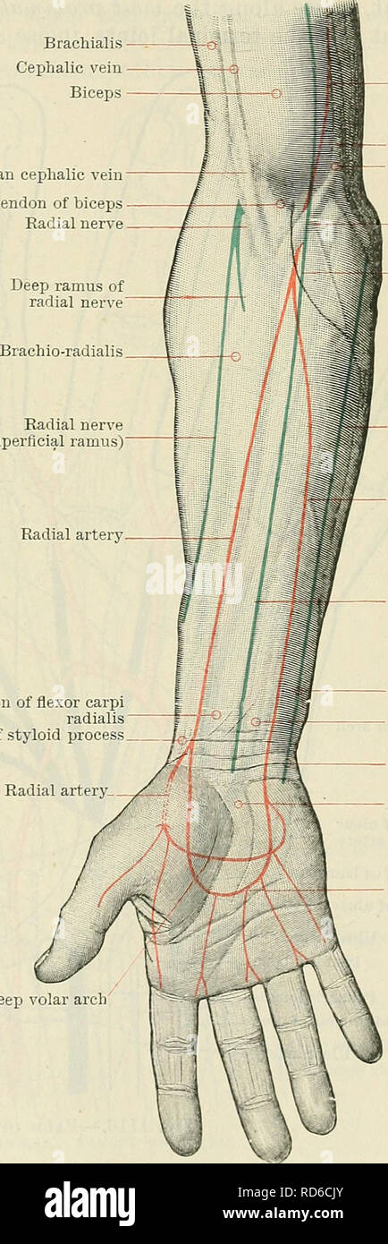 . Cunningham's Text-book of anatomy. Anatomy. THE FOKEAKM AND HAND. 1451 Brachials Cephalic vein Biceps Median cephalic vein Tendon of biceps Radial nerve Brachial artery Basilic vein Brachialis Median basilic vein Lacertus fibrosus Radial nerve (superficial ramus) of Lister's dorso-radial incision for excision of the wrist. The dorsal border of the ulna is subcutaneous throughout, and may be felt along the interval between the flexor and extensor carpi ulnaris muscles. Upon the ulnar side of the dorsal aspect of the wrist, when the forearm is in the prone position, there is a well-marked roun Stock Photo