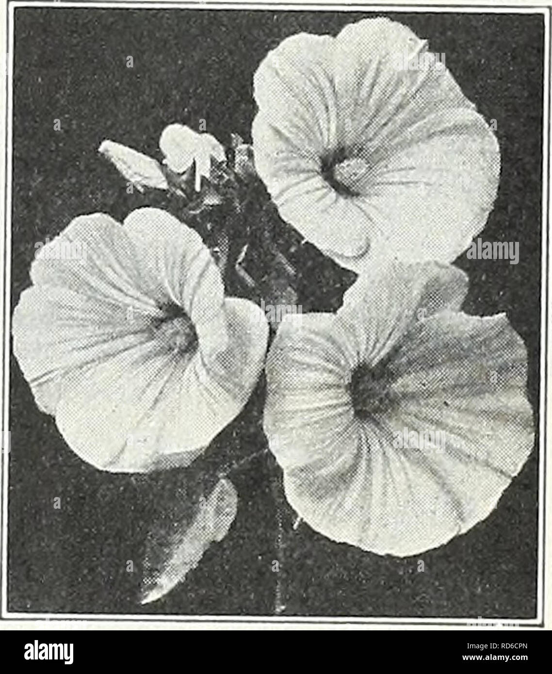 . Currie's garden annual : spring 1934 59th year. Flowers Seeds Catalogs; Bulbs (Plants) Seeds Catalogs; Vegetables Seeds Catalogs; Nurseries (Horticulture) Catalogs; Plants, Ornamental Catalogs; Gardening Equipment and supplies Catalogs. LINUM (Flax) Free-Flowering, Pretty Plants Grandiflorum Coccineum—A beauti- ful dwarf annual, with crimson flow- ers Pkt. 10c PERENNIAL LINUM (See page 51) LEPTOSIPHON Free flowering dwarf hardy an- nuals bearing bright flowers profuse- ly in many colors, suitable for edging or rock work. Finest Mixed Pkt. 10c LOPHOSPERMUM SCANDENS—A beautiful climbing annual Stock Photo