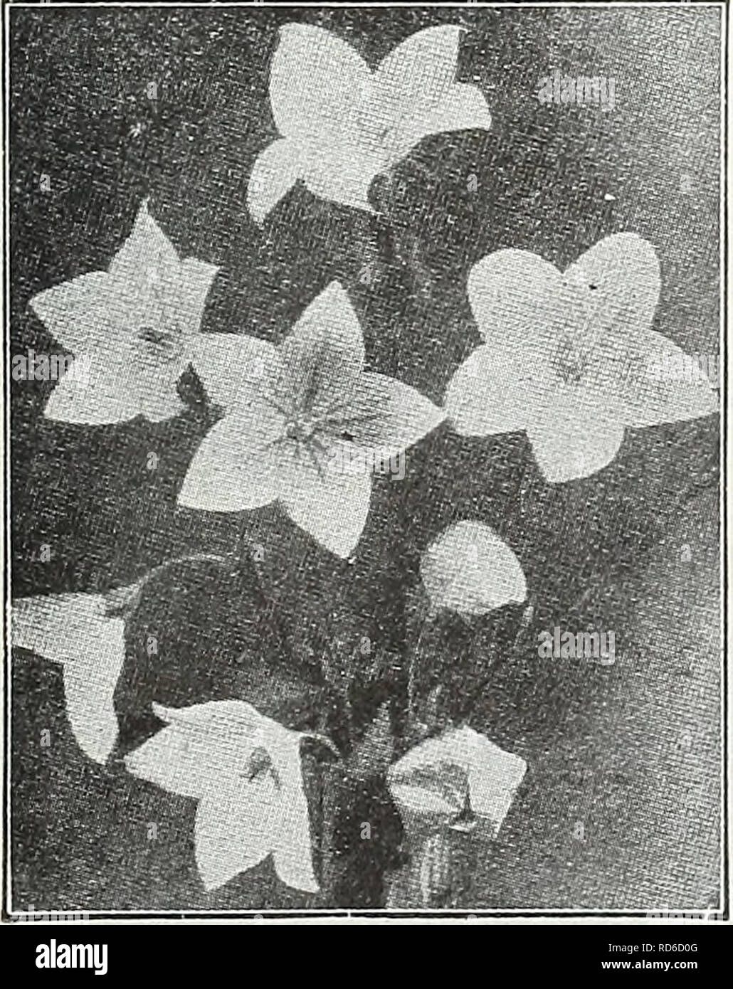 . Currie's garden annual : spring 1931 56th year. Flowers Seeds Catalogs; Bulbs (Plants) Seeds Catalogs; Vegetables Seeds Catalogs; Nurseries (Horticulture) Catalogs; Plants, Ornamental Catalogs; Gardening Equipment and supplies Catalogs. ^^m  OENOTHERA (EVENING PRIMROSE) Free flowering, hardy plants, the flowers opening towards evening and early morning. Pkt. Lamarckiana-—Bears spikes of large bright yellow flowers profusely. Hardy peren- nial, but blooms the first year from early sown seed. Height, 4 feet $0.10 Giant America—This Moonflower Macrocarpa dwarf yellow striking variety, as white  Stock Photo