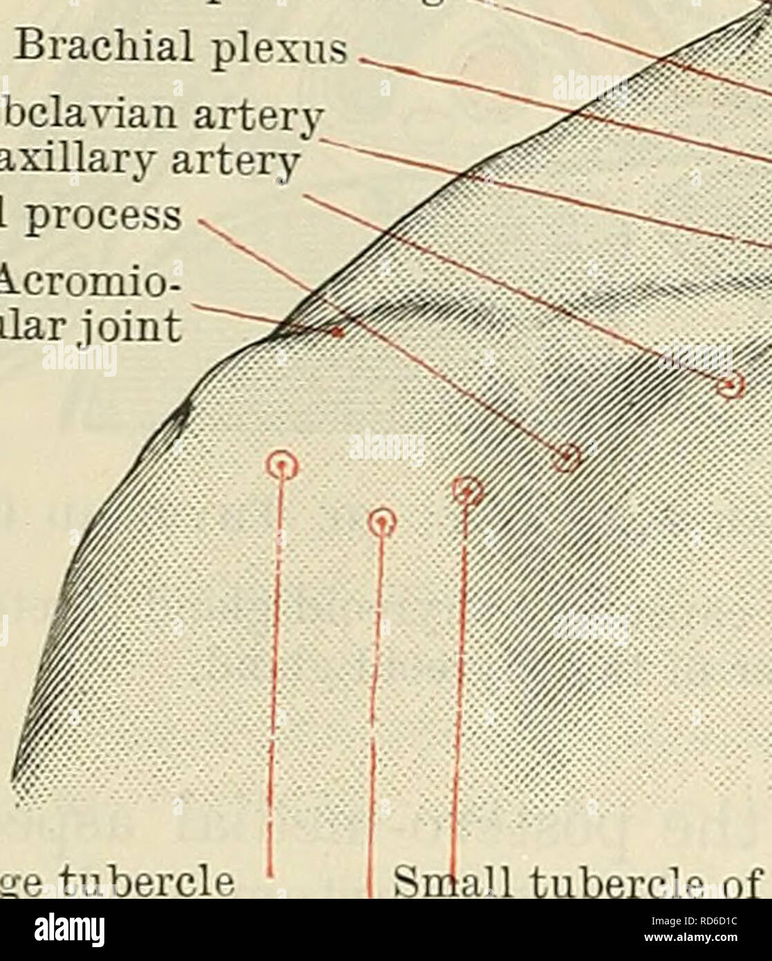 Cunningham's Text-book of anatomy. Anatomy. 1390 SUKFACE AND