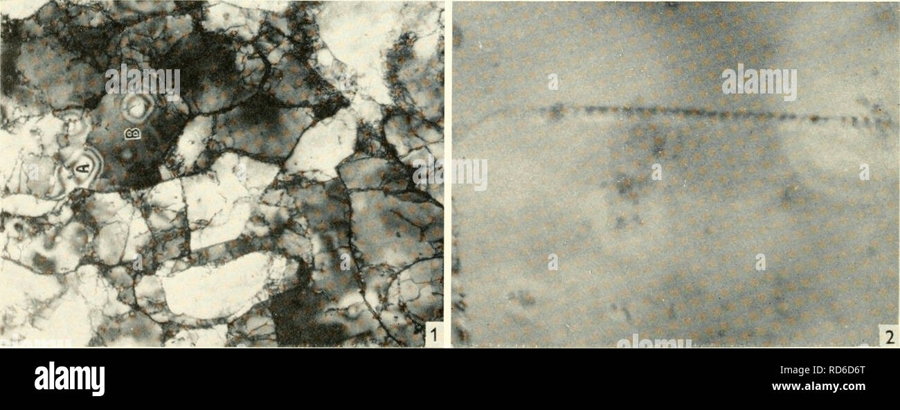 . Electron microscopy; proceedings of the Stockholm Conference, September, 1956. Electron microscopy. Direct Observation of Dislocations and Their Movement in Metal Foils P. B. HiRSCH, R. W. HoRNE, and M. J. Whelan Cavendish Laboratory, Cambridge In order to explain the low values of the shear stress required to start plastic flow in metal crystals, it is necessary to postulate the existence of a lattice imperfection, known as a dislocation. There is a considerable amount of indirect evidence from etch- ing and precipitation experiments (9, 13) that such imperfections exist in metal crystal, w Stock Photo