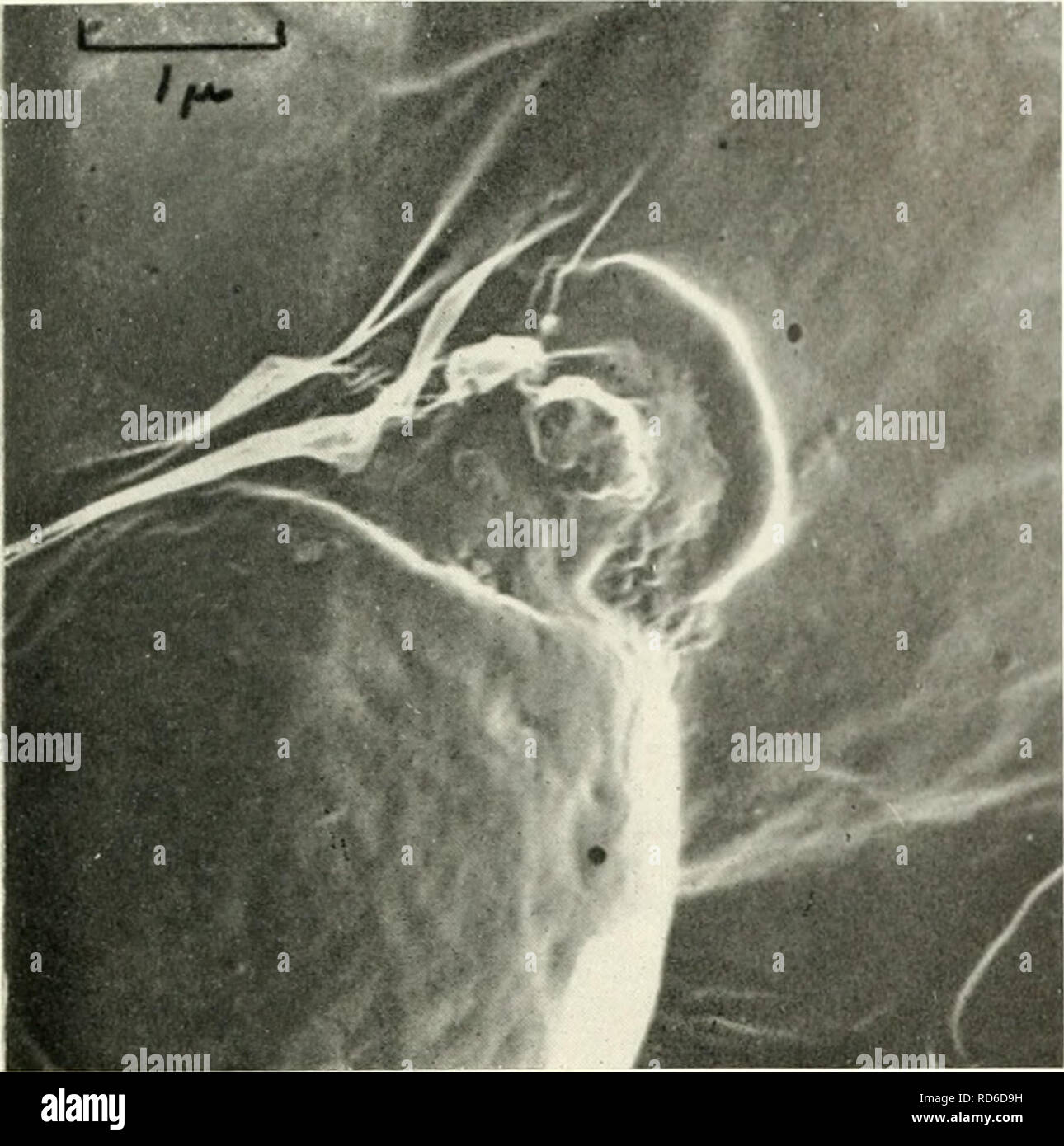 . Electron microscopy; proceedings of the Stockholm Conference, September, 1956. Electron microscopy. The Division of Saccharomyces cerevisiae Using Carbon Replicas 269. Fig. 3. Two cells broken apart before ready to divide. Shad- owed carbon replica. (By courtesy of tiie /. Roy. Microscop. Soc.) Magnification 14,000. before division. Two lines can be seen crossing the &quot;neck&quot; indicating that a rim has formed within the cell wall. In figure 3, a cell has been mechanically broken away from its parent before it was ready to divide, and an internal rim can be clearly seen, together with  Stock Photo