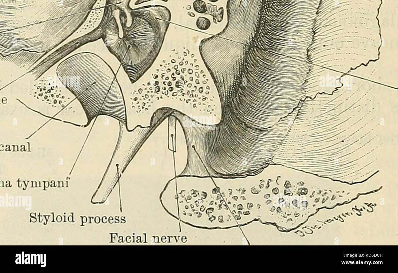 . Cunningham's Text-book of anatomy. Anatomy. Groove for transverse sinus iftf© M7 :. Portion of lateral semi- circular canal Elevation caused by canalis facialis Body of incus- Canal for tensor tympani muscle Carotid canal Membrana tympani&quot; Styloid process Facial nerve Posterior margin of jugular foramen Fig. 1074.—Section through Petrous Portion of Temporal Bone of Adult. Showing the relation of the tympanum to the middle and posterior fossae of the skull. that the head of the malleus and the body and short process of the incus are altogether above the tympanic membrane, and that they o Stock Photo