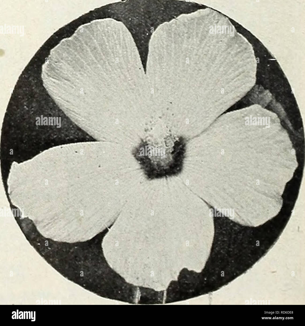 . Currie's garden annual : spring 1931 56th year. Flowers Seeds Catalogs; Bulbs (Plants) Seeds Catalogs; Vegetables Seeds Catalogs; Nurseries (Horticulture) Catalogs; Plants, Ornamental Catalogs; Gardening Equipment and supplies Catalogs. GNAPHALIUM EDELWEISS The true Edelweiss of the Alps. The flowers are of a downy appearance, pure white and star-shaped. H. P $0.15 GODETIA Popular, showy, hardy annuals bearing a profusion of brilliant colored flowers during the entire Finest Mixed, '/a oz., 20c...$0.10 HIBISCUS (MARSHMALLOW) Handsome, hardy perennial plants bearing very large, beau- tifully  Stock Photo