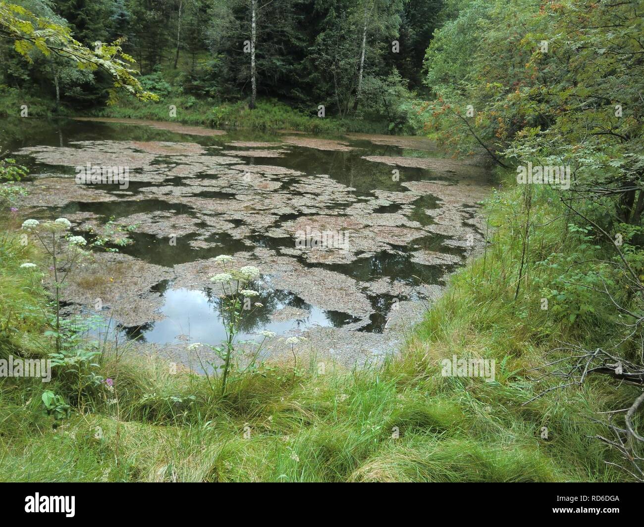 Altenberg Schwarzer Teich01 Stock Photo Alamy