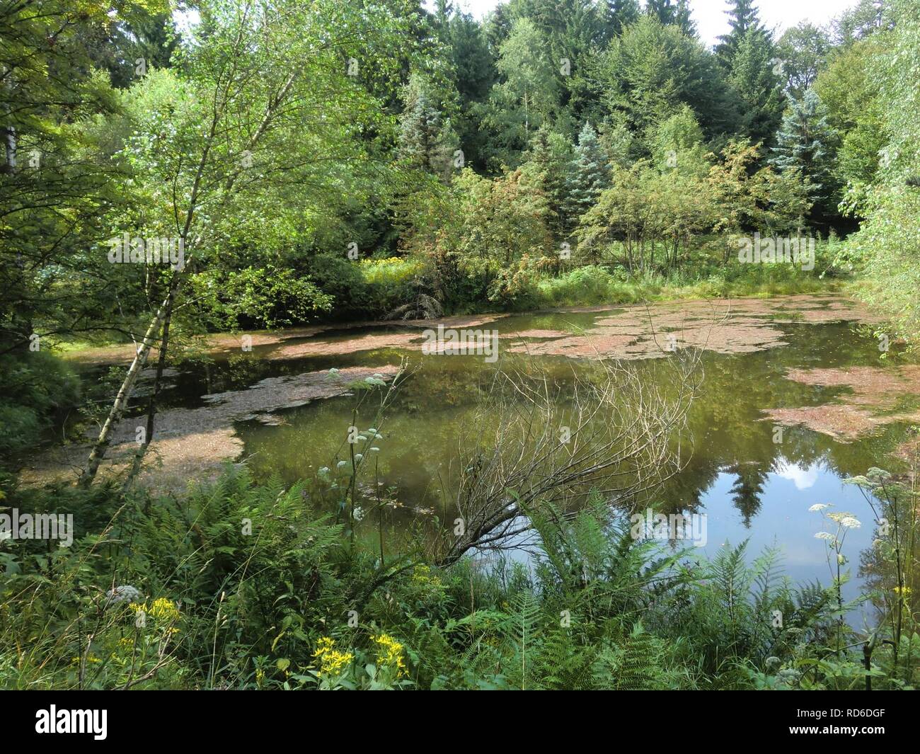 Altenberg Schwarzer Teich03 Stock Photo Alamy