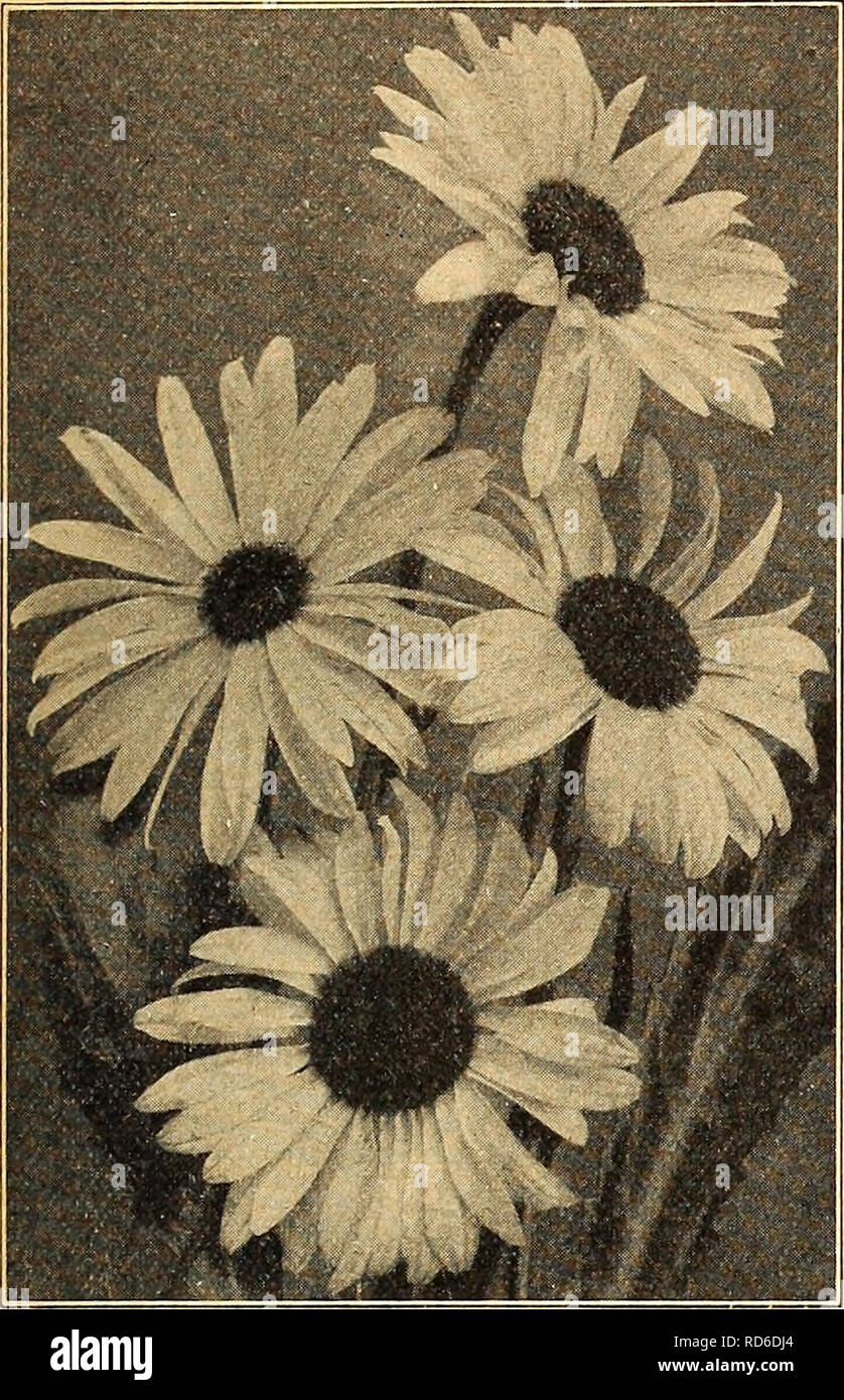 . Currie's farm and garden annual : spring 1927 52nd year. Flowers Seeds Catalogs; Bulbs (Plants) Seeds Catalogs; Vegetables Seeds Catalogs; Nurseries (Horticulture) Catalogs; Plants, Ornamental Catalogs; Gardening Equipment and supplies Catalogs. LIST OF CHOICE FLOWER SEEDS FOR 1927. 53 CHRYSANTHEMUMS This magnificent class of summer blooming annuals should be In every flower garden. The single ones are particularly handsome, many of them producing tricolor flowers of great brilliancy in color- ing. The Double Perennial sorts should be sown early in the spring for flowering the same fall. SIN Stock Photo