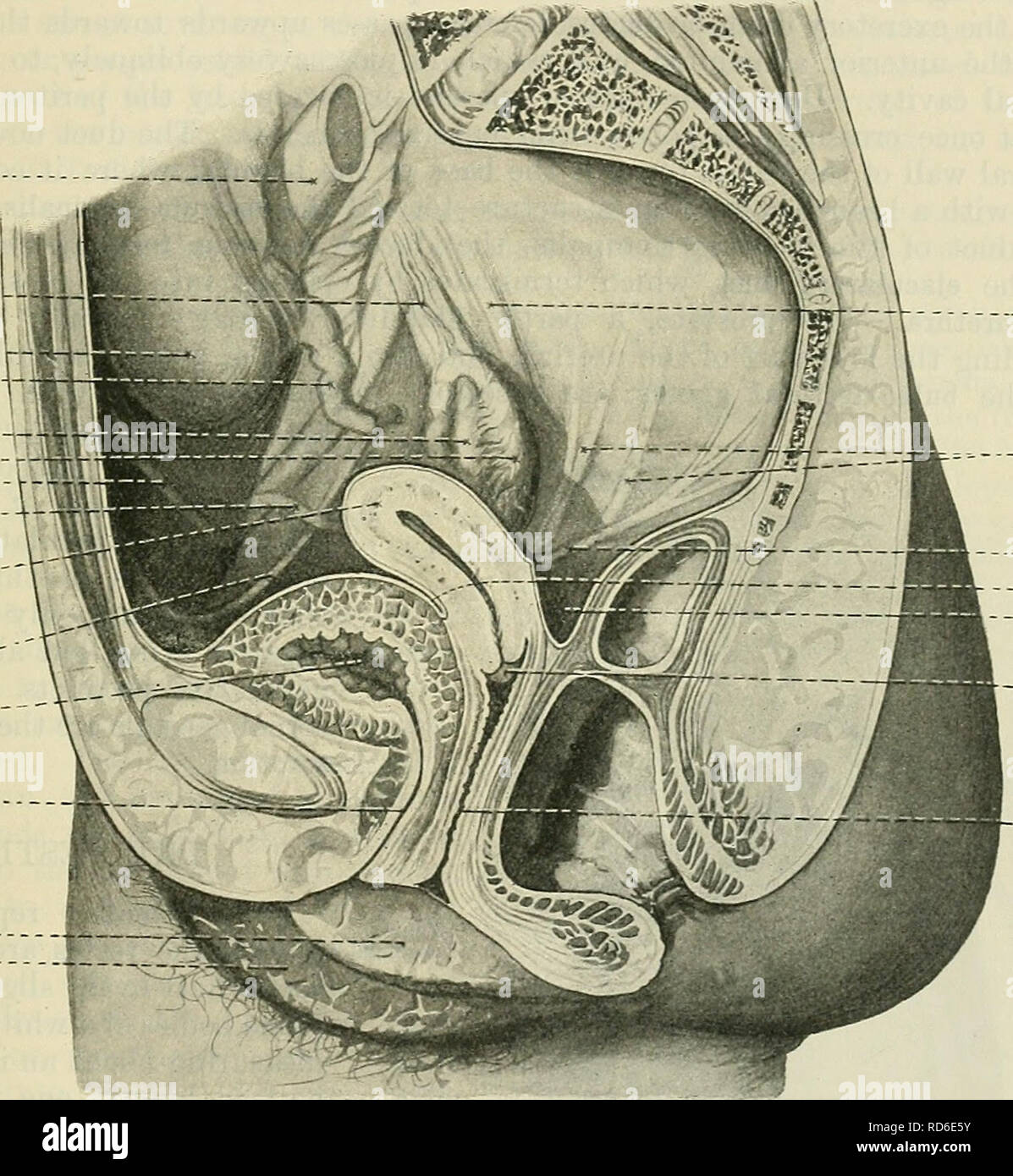 . Cunningham's Text-book of anatomy. Anatomy. THE FEMALE UBETHEA. 1285 Structure.—The wall of the female urethra is thick and contains much fibrous tissue, which passes without any sharp line of demarkation into the surrounding mass of connective tissue. The tunica muscularis or muscular coat of the urethra is continuous above with that of the bladder, and is composed of layers of circularly and longitudi- nally disposed smooth muscle fibres arranged to form outer and inner strata. Within the muscular coat the wall of the urethra is very vascular, and the canal itself is lined by a pale mucous Stock Photo