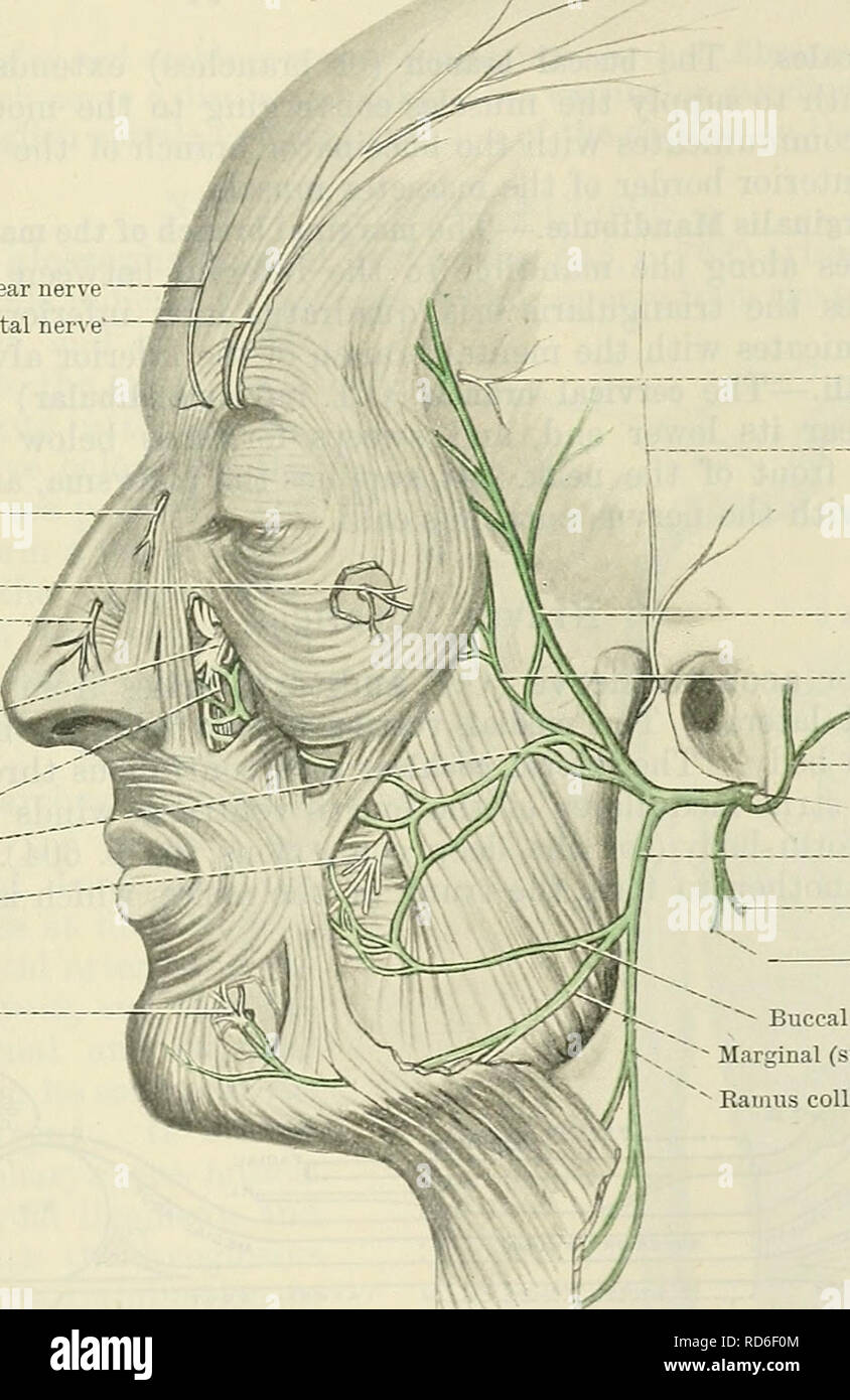 The distribution of the mandibular nerve and its branches in the