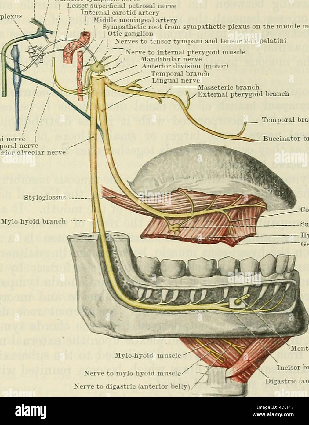 Branches of the mandibular nerve. *Motor branches. ABD = Anterior belly