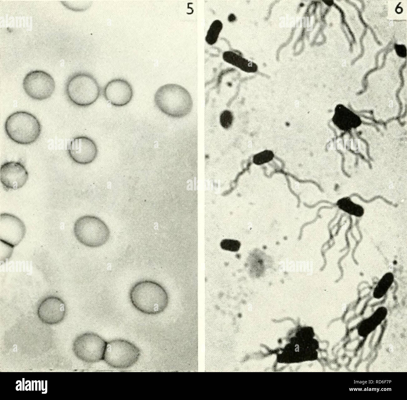 Snavset Inspicere Berri Bakterien mikroskop hi-res stock photography and images - Alamy
