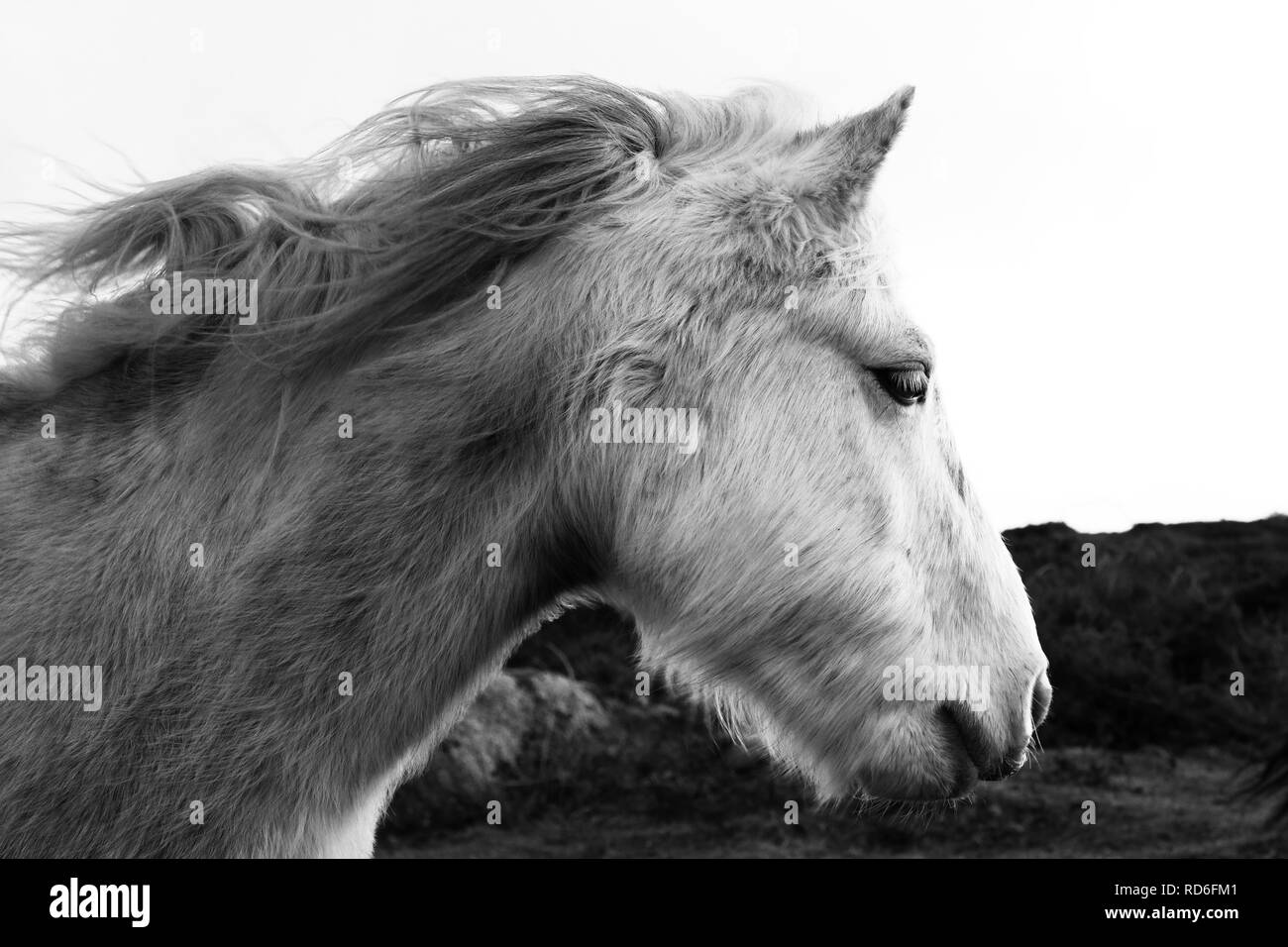 Black and white image of a horse's head - John Gollop Stock Photo