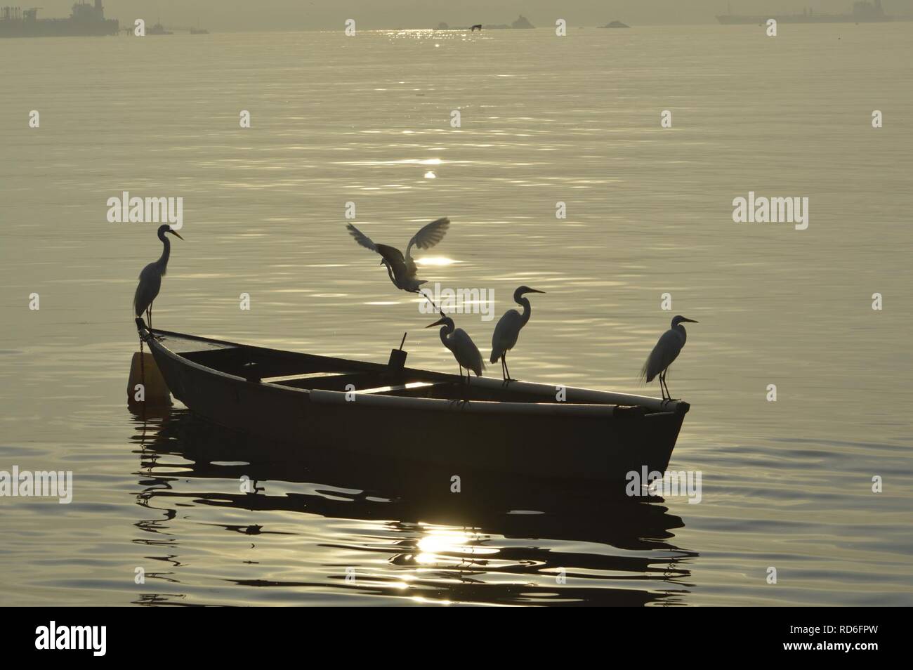 Amanhecer na Ilha do Governador - Rio de Janeiro. Garças pescando.. Stock Photo