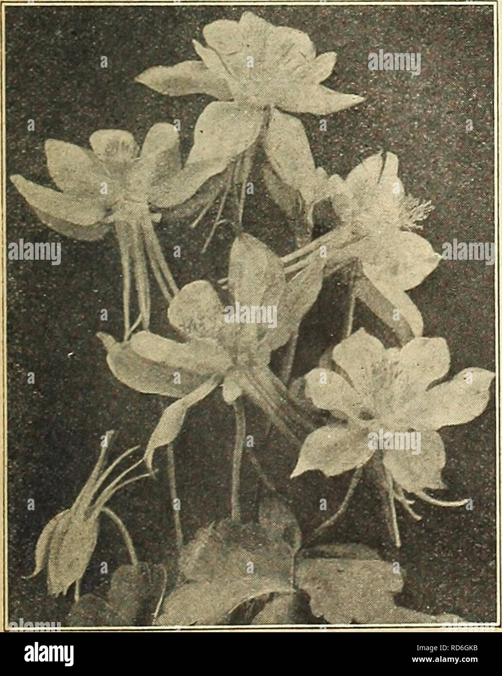 . Currie's farm and garden annual : spring 1921 46th year. Flowers Seeds Catalogs; Bulbs (Plants) Seeds Catalogs; Vegetables Seeds Catalogs; Nurseries (Horticulture) Catalogs; Plants, Ornamental Catalogs; Gardening Equipment and supplies Catalogs. Anemone. CAMPANULA—Bluebells.. Aquilegia. Perhaps the most popular of all border plants. C. Medium (Canterbury Bells)—This strikingly beautiful biennial is an exceed- ingly profuse bloomer, the large bell-shaped flowers in white, pink and shades of blue being very effective. Each 25c; per doz. $2.50. C. Lactiflora Coerulea—Perennial variety. Pale blu Stock Photo