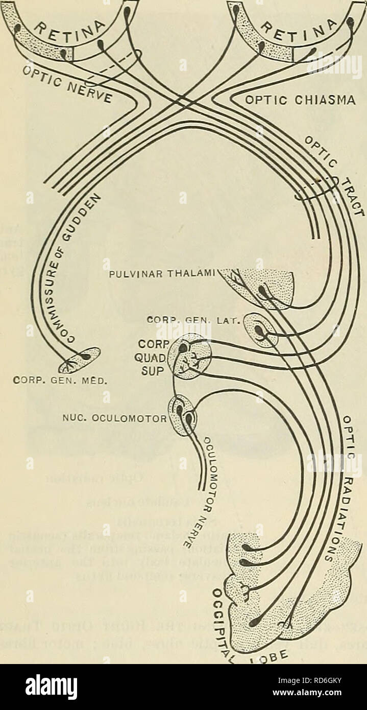 . Cunningham's Text-book of anatomy. Anatomy. 620 THE NERVOUS SYSTEM. of efferent fibres in the optic tract, fibres which take their origin in the brain and end in the retina. These are distinguished from the afferent retinal fibres by their exceeding fineness. The fibres of the optic tract end in the superior colliculus, in the lateral geniculate body, and in the pulvinar of the thalamus (Fig. 546). The fibres to the superior colliculus reach it through the superior brachium (p. 586), and for the most part sink into its substance to end in terminal arborisations around its cells. The corpus g Stock Photo