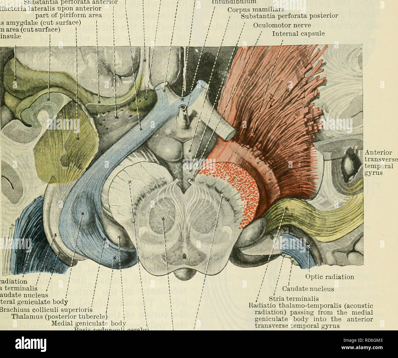 . Cunningham's Text-book of anatomy. Anatomy. CEEEBEAL CONNEXIONS OF THE OPTIC TEACT. 619 Ceeebkal Connexions of the Optic Tract. The optic nerve is connected with the hypothalamus. At the optic chiasma the optic nerves of the two sides are joined together and a partial decussation of fibres takes place. The fibres which arise in the medial half of each retina cross the median plane and join the optic tract of the opposite side. The optic tract proceeds backwards round the cerebral peduncle, and in the neighbour- hood of the geniculate bodies appears to divide into two roots, viz., a lateral a Stock Photo