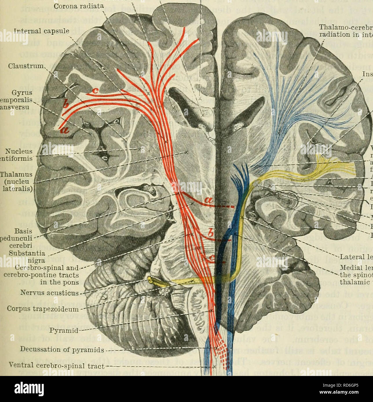 Ventricular System And Subarachnoid Space Clinical Gate