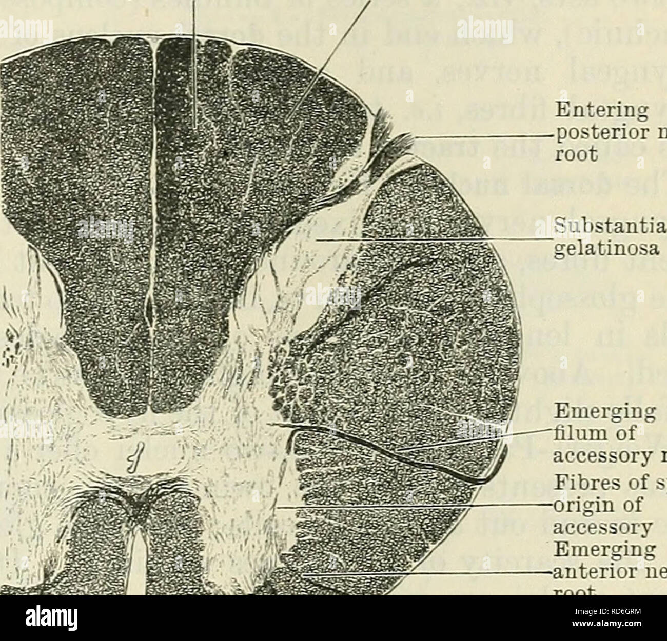 . Cunningham's Textbook of anatomy. Anatomy. Entering posterior nerve