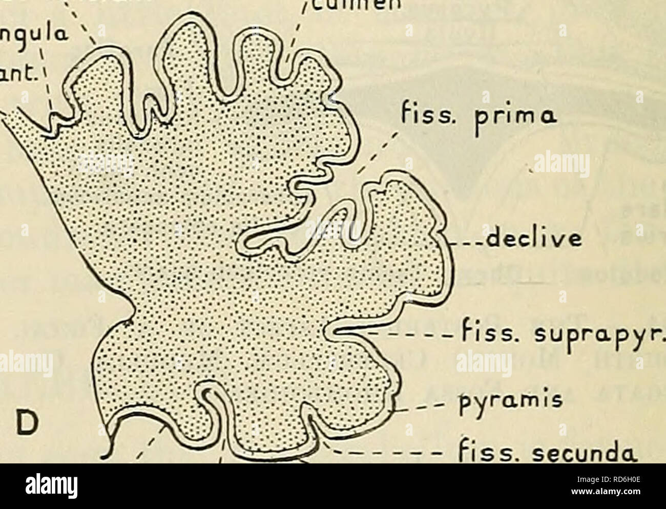 . Cunningham's Textbook of anatomy. Anatomy. v uvula N lobus posterior