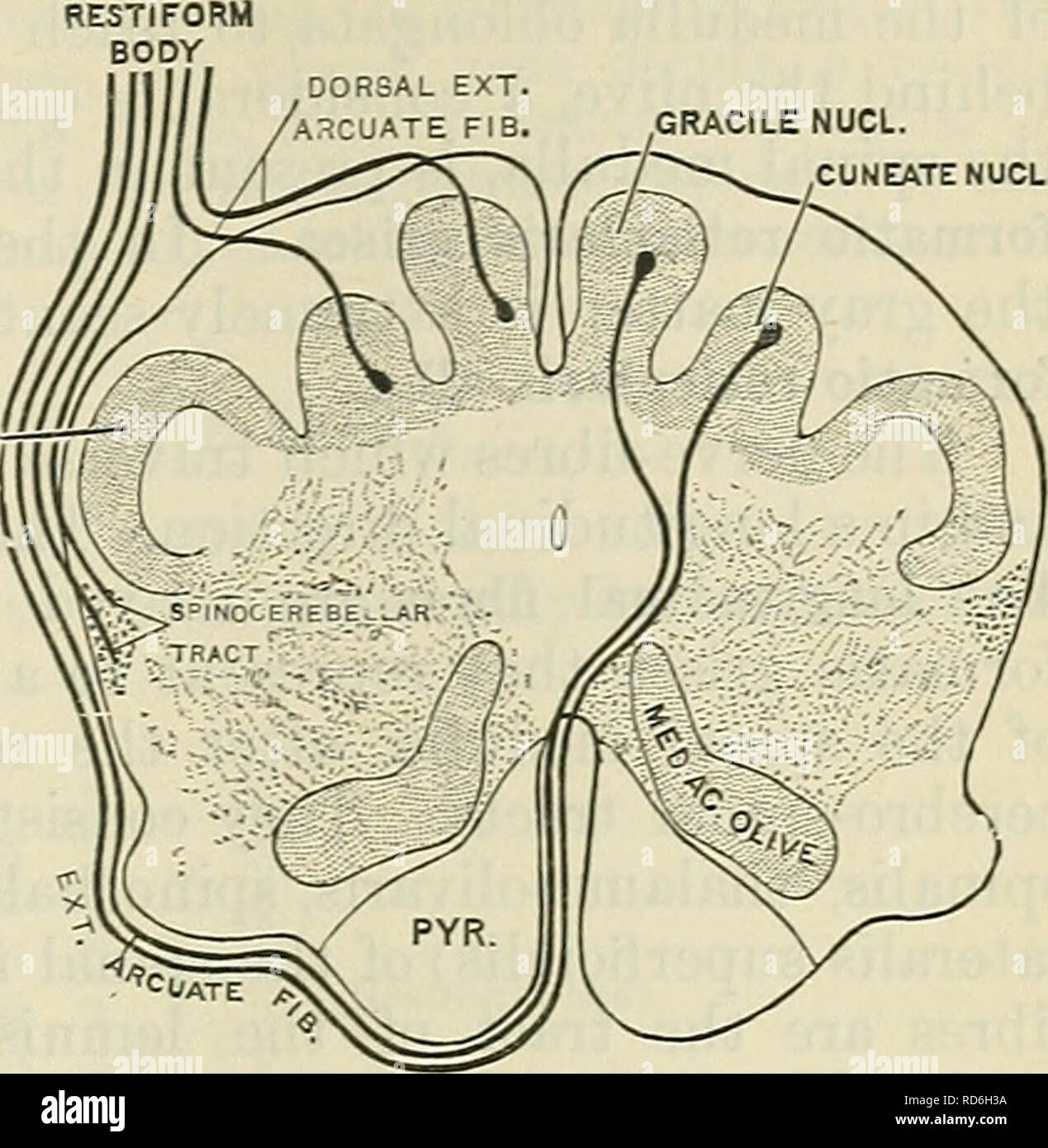 . Cunningham's Textbook of anatomy. Anatomy. INTERNAL STEUCTURE OF