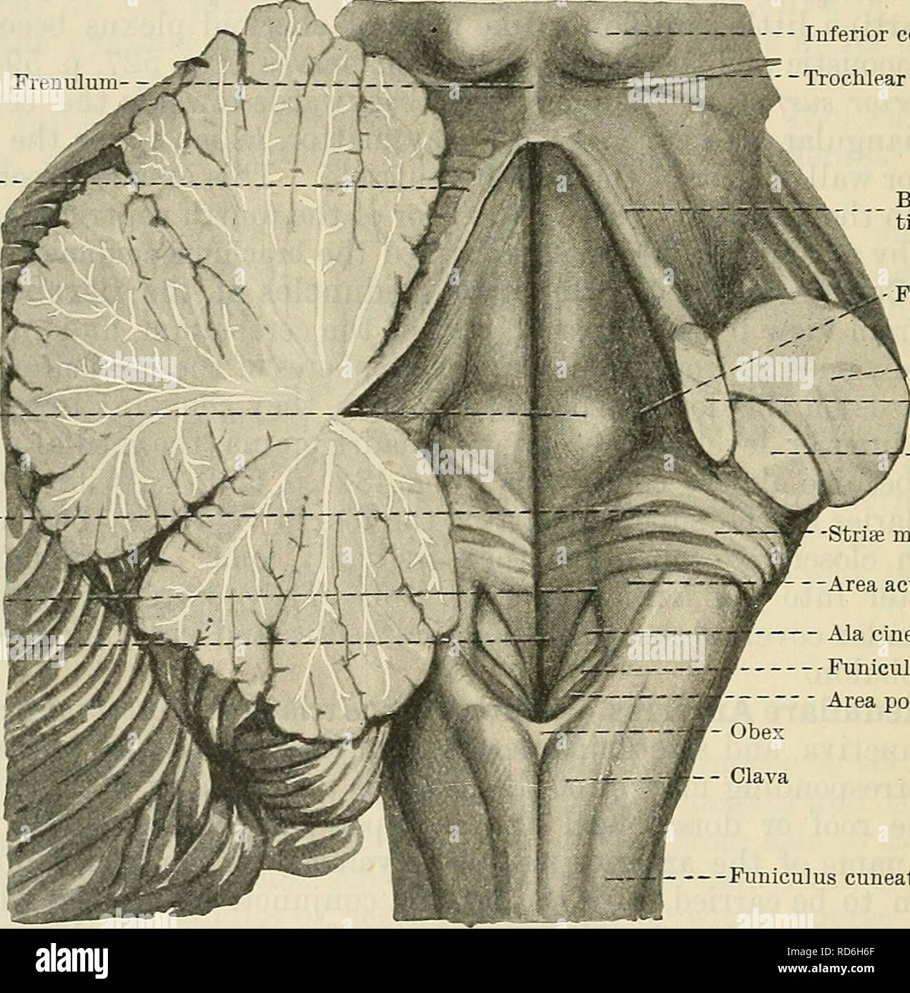 Cunningham S Text Book Of Anatomy Anatomy 550 The Nekvous System Fossa Rhomboidea Floor Of The Fourth Ventricle In Its Inferior Part The Floor Of The Fourth Ventricle Is Formed By The Dorsal Surface