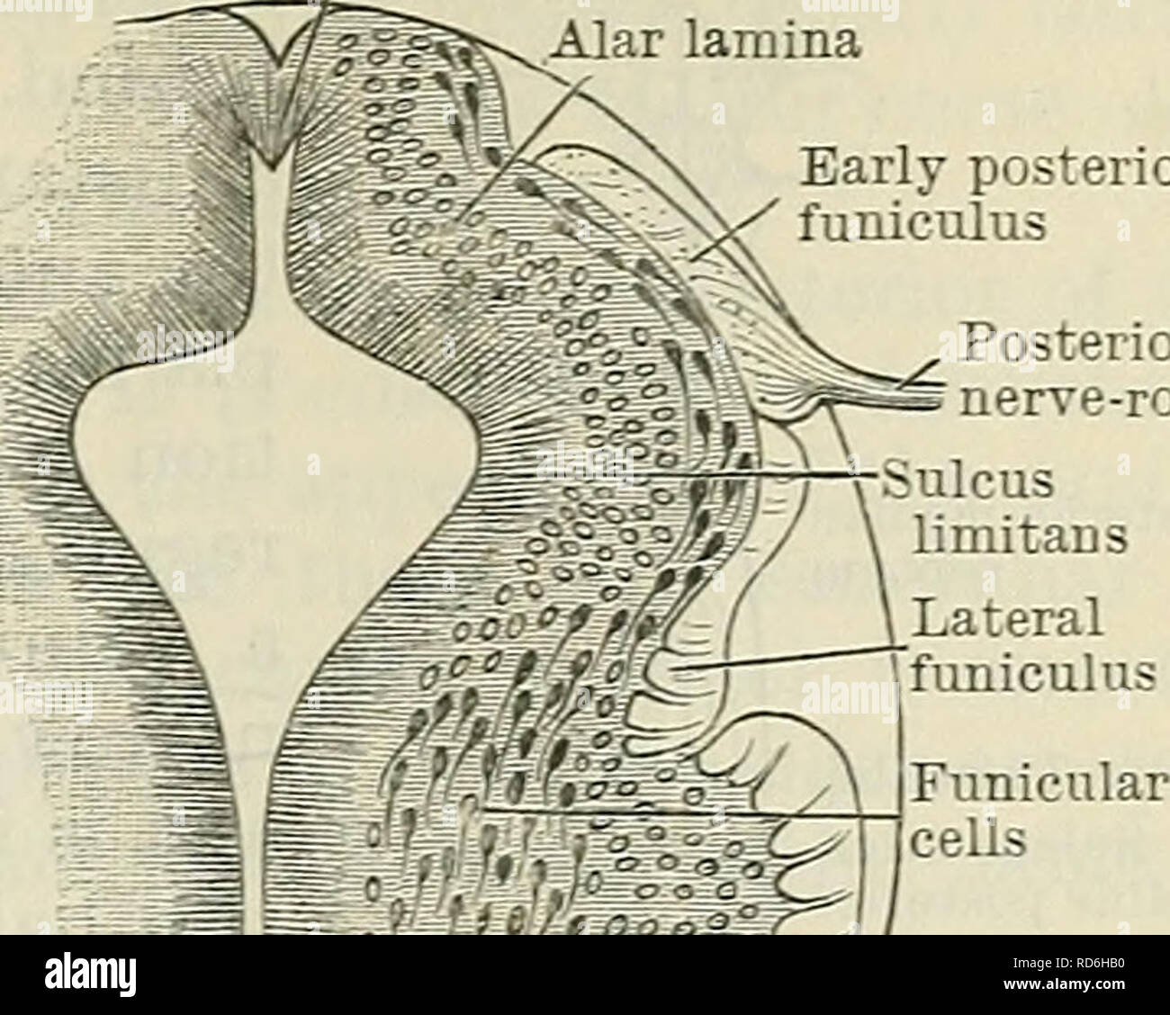 . Cunningham's Textbook of anatomy. Anatomy. THE SPIRAL MEDULLA. 521
