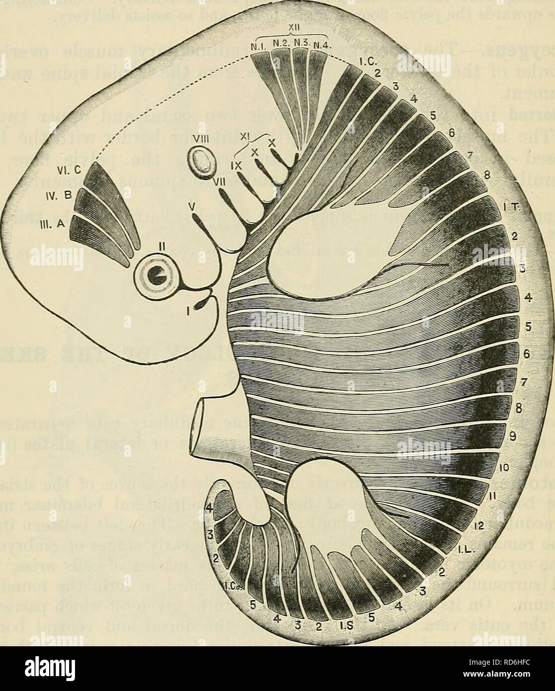 Cunningham S Text Book Of Anatomy Anatomy 496 The Muscular System Subject It Appears Certain That At Least Two Series Of Elementary Structures Are Concerned In The Formation Of The Muscles Of The