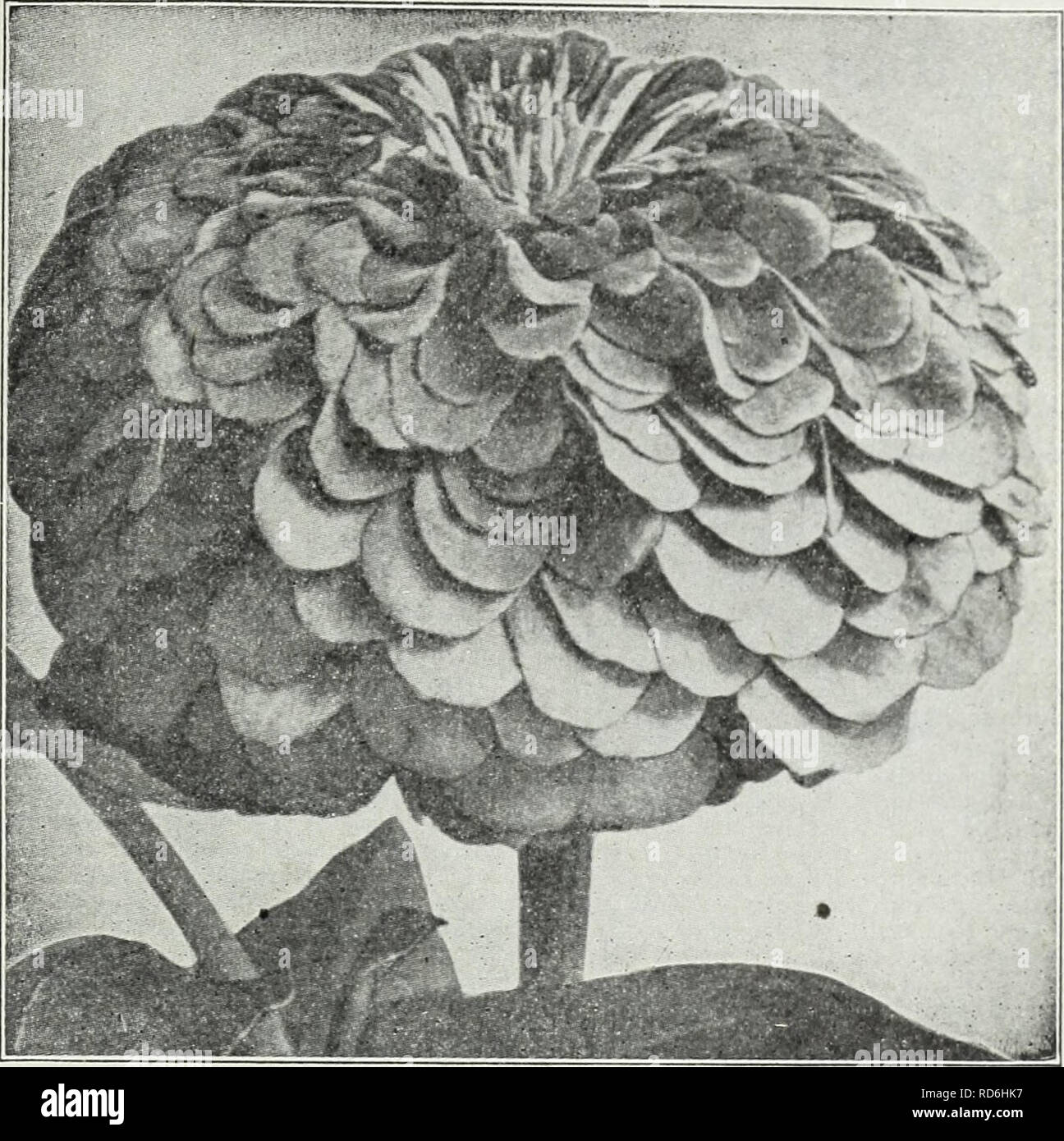 . Currie's farm and garden annual : spring 1930. Flowers Seeds Catalogs; Bulbs (Plants) Seeds Catalogs; Vegetables Seeds Catalogs; Nurseries (Horticulture) Catalogs; Plants, Ornamental Catalogs; Gardening Equipment and supplies Catalogs. 4. Currie's Seed Store, Milwaukee, Wisconsin &gt;•. Giant Flowering Zinnia. WALLFLOWER (GOLDLACK) Popular half-hardy perennials, greatly esteemed for their delightfully fragrant flowers. Pkt. Belvoir Castle-^-Single yellow $0.10 Blood Red—Single, deep red 10 Single, Finest Mixed 10 Double, Finest Mixed 10 Early Parisian—A new annual flowering variety, with bea Stock Photo