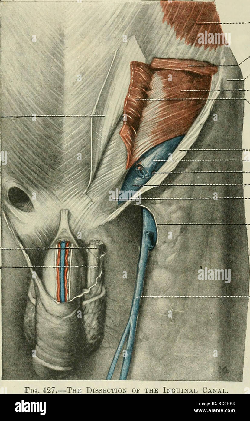 Anatomy, descriptive and applied. Anatomy. 1376 THE URINOQEXITAL ORGANS  converge, to the back part of the testicle. In the abdominal wall the cord  passes obliquely along the inguinal canal, lying at