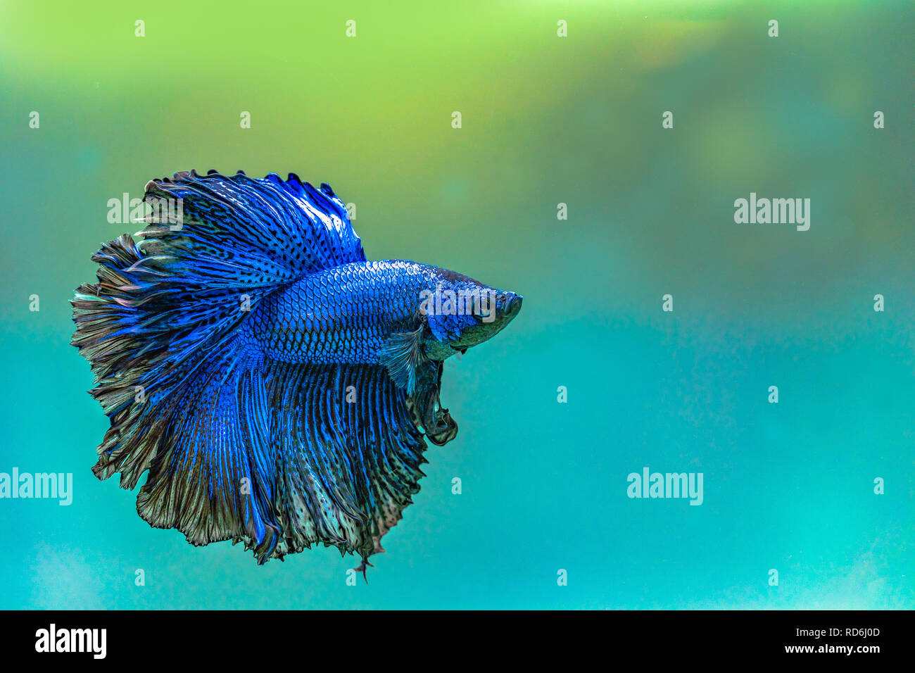 Blue siamese fighting fish,Halfmoon betta fish in aquarium. Stock Photo