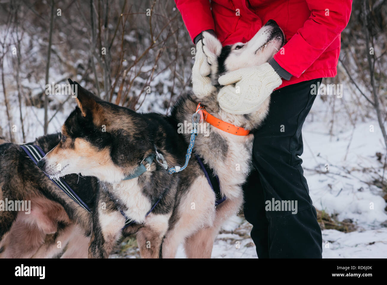 Woman in warm mittens petting sled dog before race Stock Photo