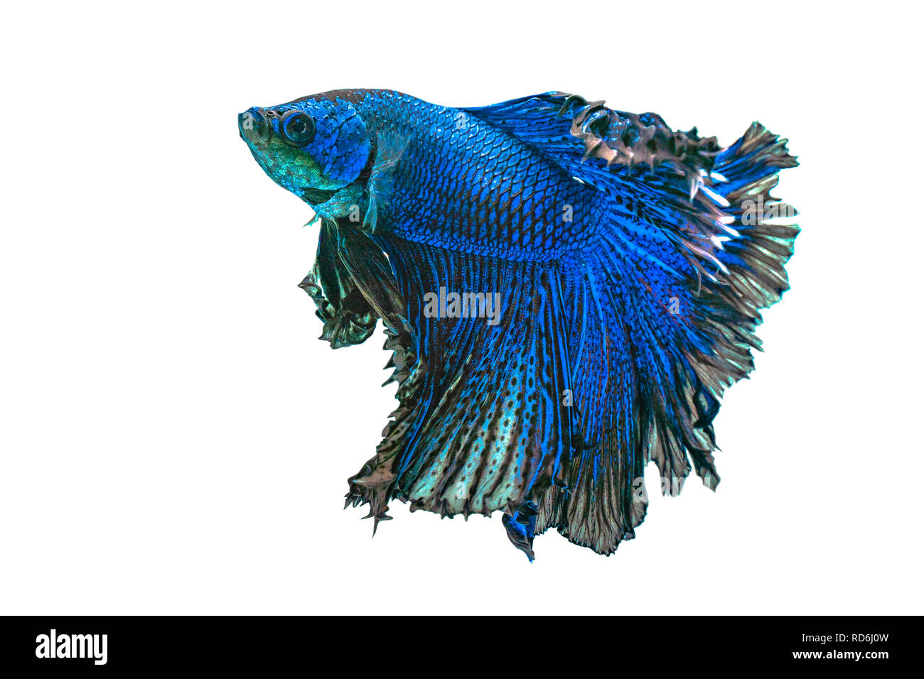 Blue siamese fighting fish,Halfmoon betta fish isolated on white background. Stock Photo