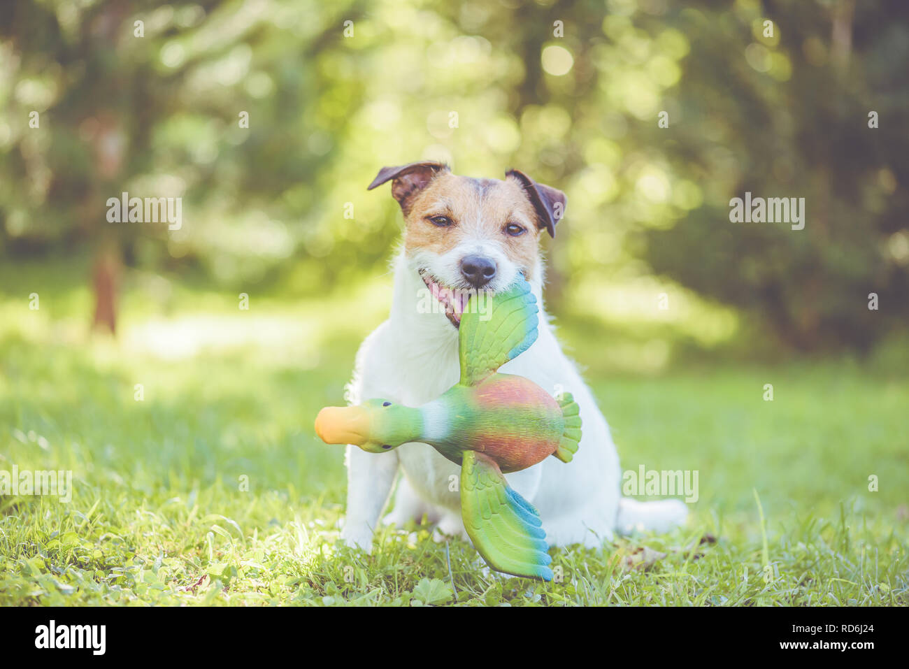 Hunting dog holding dummy training game in mouth sitting on green grass Stock Photo