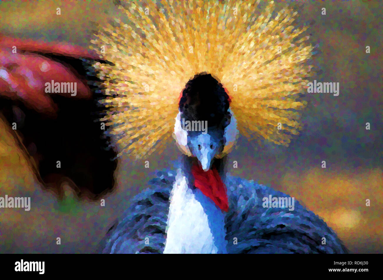 Illustration of East African Crowned Crane Stock Photo - Alamy