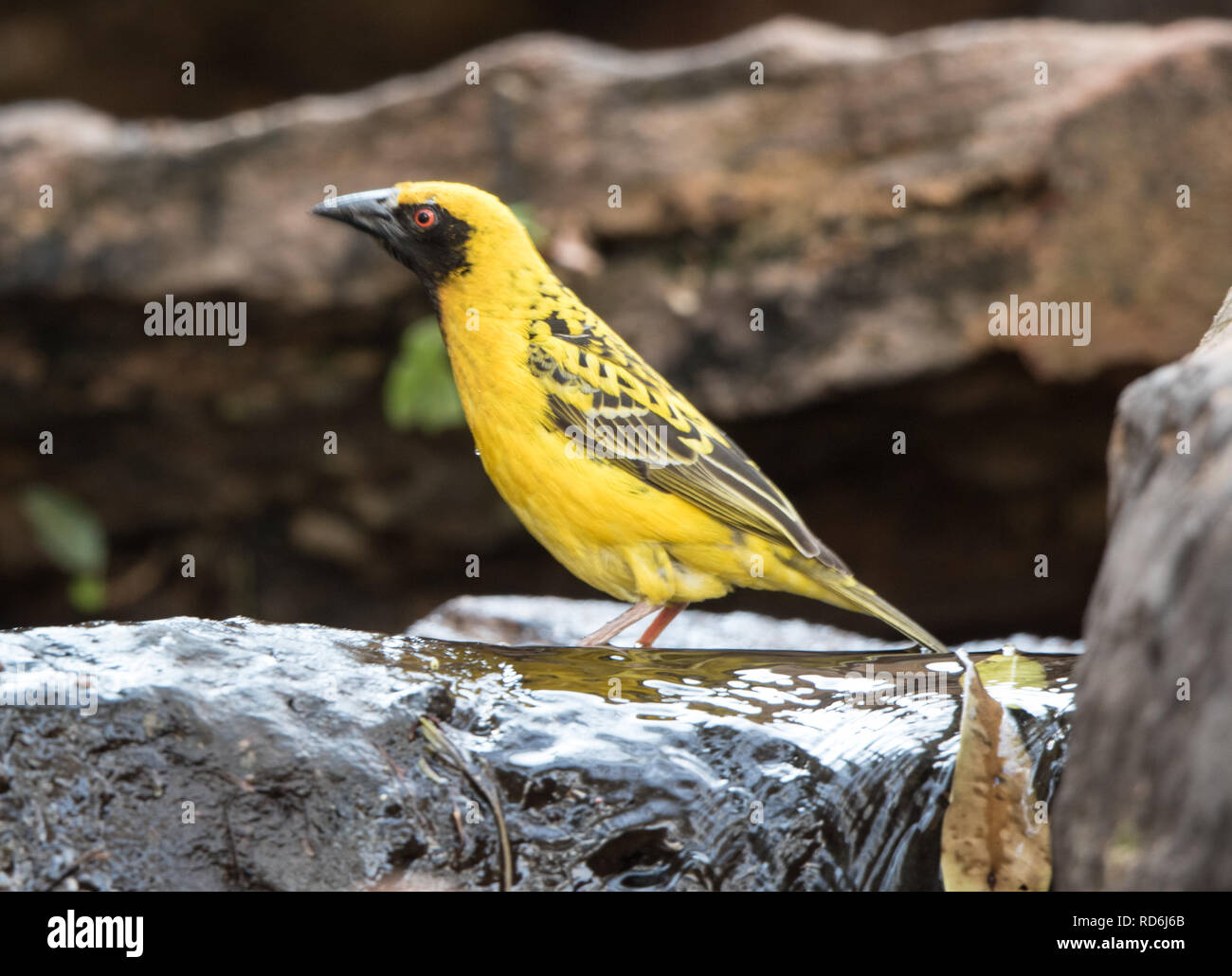 Village Weaver (Ploceus cucullatus) Stock Photo