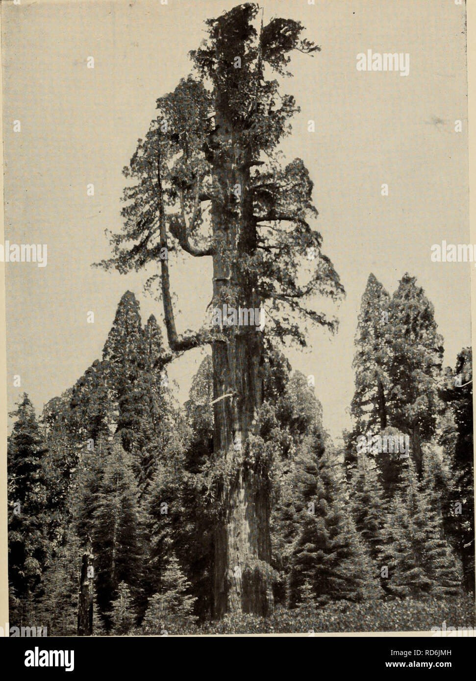'The tree book : A popular guide to a knowledge of the trees of North America and to their uses and cultivation' (1920) Stock Photo