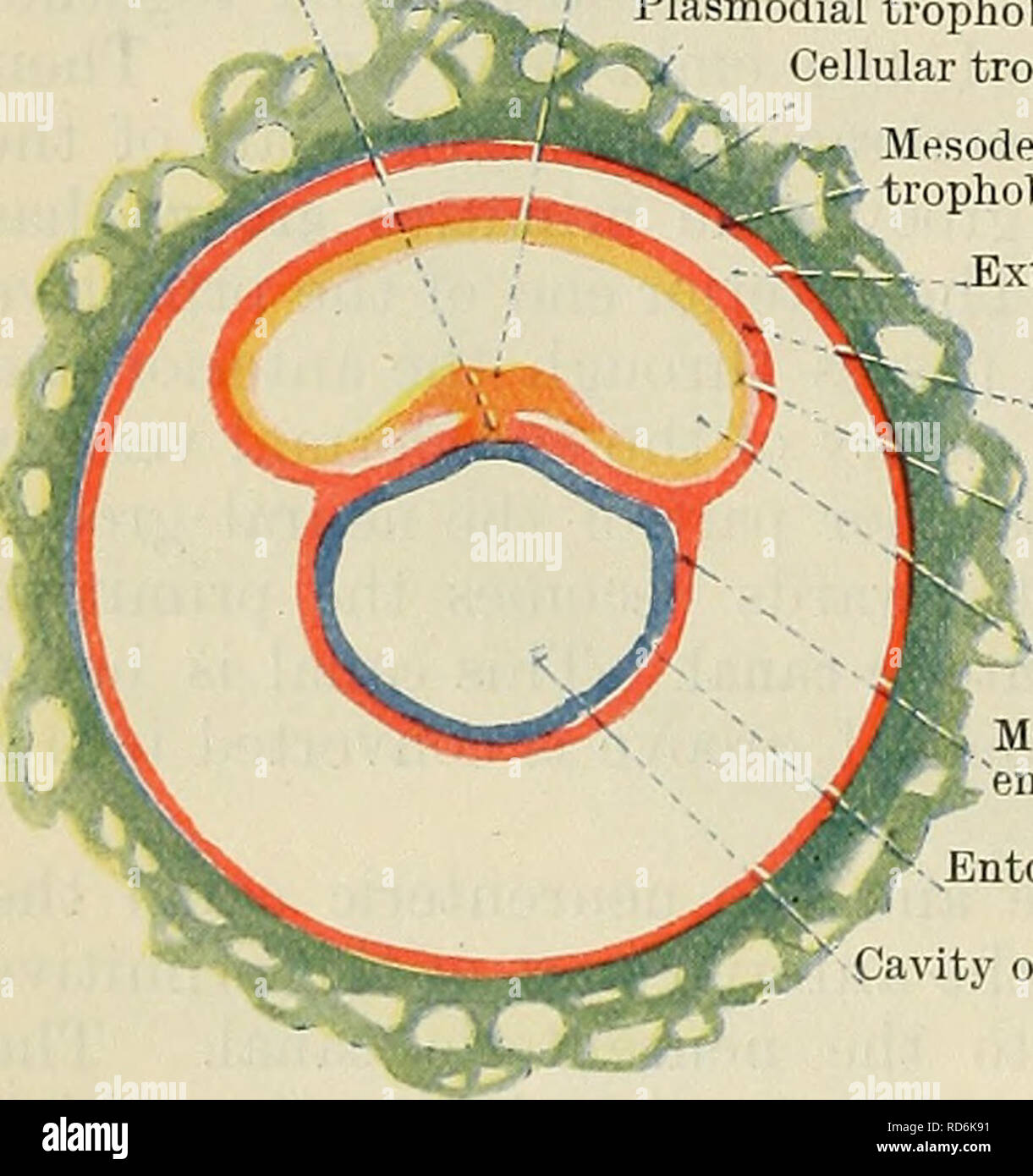 . Cunningham's Text-book of anatomy. Anatomy. Fig. 33.—Schema of Transverse Section of Zygote along Line B in Fig. 31. Primitive streak Primitive groove Plasmodial trophoblast Cellular trophoblast Mesoderm lining of trophoblast. -Chorion Fig. -Extra-embryonic coelom --Mesoderm of amnion Ectoderm of amnion Amnion cavity Mesoderm covering 'entoderm Entoderm Cavity of entodermal vesicle 34.—Schema of Transverse Section of Zygote along Line C in Fig. 31.. Please note that these images are extracted from scanned page images that may have been digitally enhanced for readability - coloration and appe Stock Photo