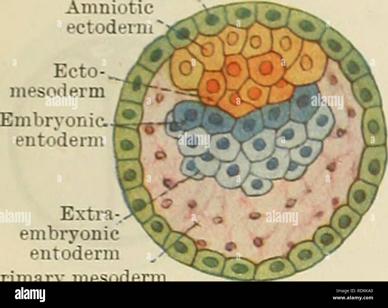 . Cunningham's Text-book of anatomy. Anatomy. 22 HUMAN EMBRYOLOGY. Trophoblast. Extra embryonic entoderm Primary mesoderm Fig. 28.—Further Differentiation of Zygote (Hypothetical). Plasmodial trophoblast Cellular trophoblast Amniotic ectoderm Embryonic^ ecto-mesoderm. Please note that these images are extracted from scanned page images that may have been digitally enhanced for readability - coloration and appearance of these illustrations may not perfectly resemble the original work.. Cunningham, D. J. (Daniel John), 1850-1909; Robinson, Arthur, b. 1862, ed. New York, W. Wood Stock Photo