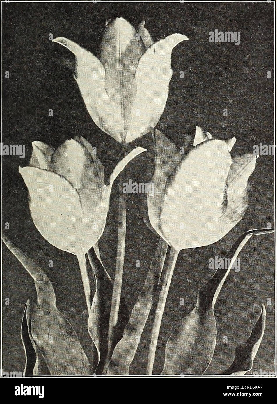 . Currie's bulbs and plants : autumn 1926. Flowers Seeds Catalogs; Bulbs (Plants) Seeds Catalogs; Nurseries (Horticulture) Catalogs; Plants, Ornamental Catalogs. CURRIE BROS. CO. AUTUMN CATALOGUE, 1926 Early Double Flowering Tulips Each Doz. 100 1000 c 8 Boule de Neige (Snowball)—Fine large, pure, double white S .09 S .85 S6.25 $46.00 c 8 Cochineal—Large vermillion scarlet. .. .08 .80 6.00 44.00 c 9 Couronne des Roses—Finest Rose 09 .85 6.25 48.00 b 10 Couronne d'Or—Orange 08 .80 6.00 46.00 b 6 Due Van Tholl—Red and yellow 08 .80 6.00 44.00 c 8 Duke of York—A lovely violet, white bordered 09 . Stock Photo