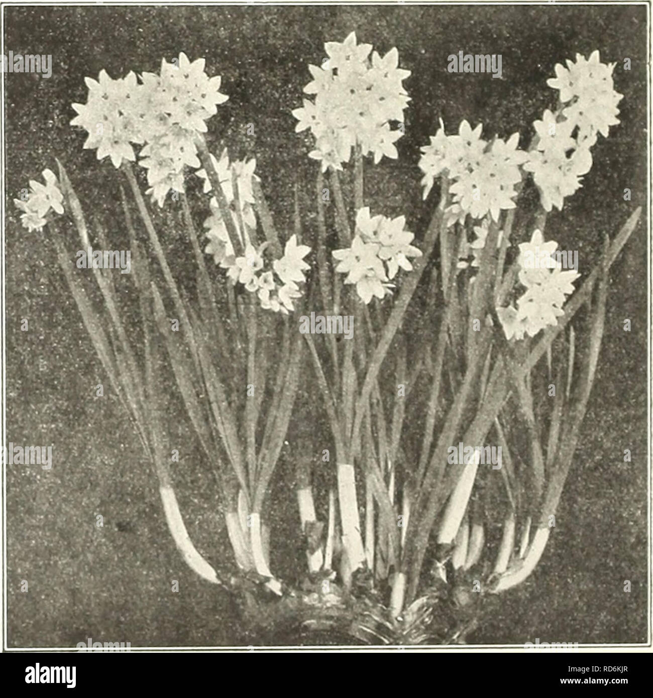. Currie's bulbs and plants : autumn 1919. Flowers Seeds Catalogs; Bulbs (Plants) Seeds Catalogs; Nurseries (Horticulture) Catalogs; Plants, Ornamental Catalogs. Narcissus Poetaz. Poetaz Narcissus Poeticus Ornatus X Polyanthus. Each white, yellow cup. 3 to 4 ers on a stem. Easily grown Also perfectly hardy and very desirable for outdoor . .'. $ Elvira—Pure large flow in water, therefore planting- Mixed—White and yellow varieties. .11 .08 Doz. 7 $ .75 .0,1 100 $o.00 4.50 Double Narcissus DAFFODILS. While the double Daffodils are not considered as at- tractive as the large flowering single trump Stock Photo
