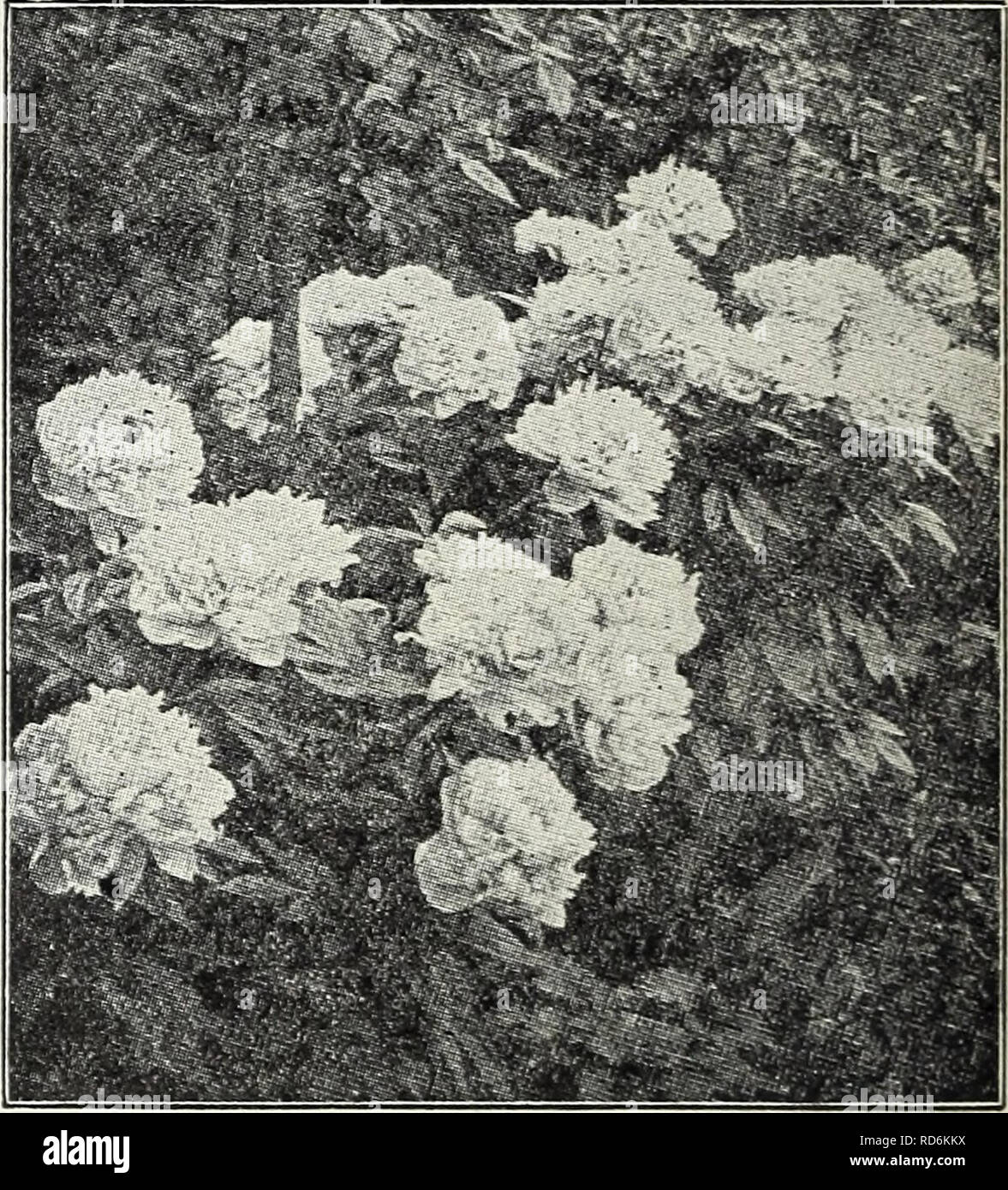 . Currie's bulbs and plants : autumn 1928. Flowers Seeds Catalogs; Bulbs (Plants) Seeds Catalogs; Nurseries (Horticulture) Catalogs; Plants, Ornamental Catalogs. Shasta Daisy SHASTA DAISY A very attractive hardy plant, producing large white flowers profuselv through- out the summer months. Price, each, 25c; per dozen, ;. . ... $ 2.50 TRADESCANTIA (Spider Wort) Virgrinica — Produces a succession of blue flowers all summer. Price, each 25c- per dozen, 2.50 TUNICA Saxifraga — A pretty tufted plant with light pink flowers. 1 foot. Price, each. 25c: per dozen o^5q A^ALERIANA (Hardy Garden Heliotrop Stock Photo