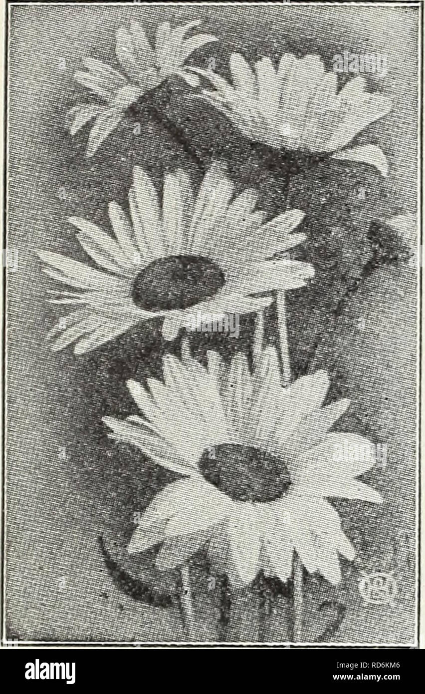 . Currie's bulbs and plants : autumn 1928. Flowers Seeds Catalogs; Bulbs (Plants) Seeds Catalogs; Nurseries (Horticulture) Catalogs; Plants, Ornamental Catalogs. 22 A. Currie &amp; Co., Bulbs and Plants. Shasta Daisy SHASTA DAISY A very attractive hardy plant, producing large white flowers profuselv through- out the summer months. Price, each, 25c; per dozen, ;. . ... $ 2.50 TRADESCANTIA (Spider Wort) Virgrinica — Produces a succession of blue flowers all summer. Price, each 25c- per dozen, 2.50 TUNICA Saxifraga — A pretty tufted plant with light pink flowers. 1 foot. Price, each. 25c: per doz Stock Photo