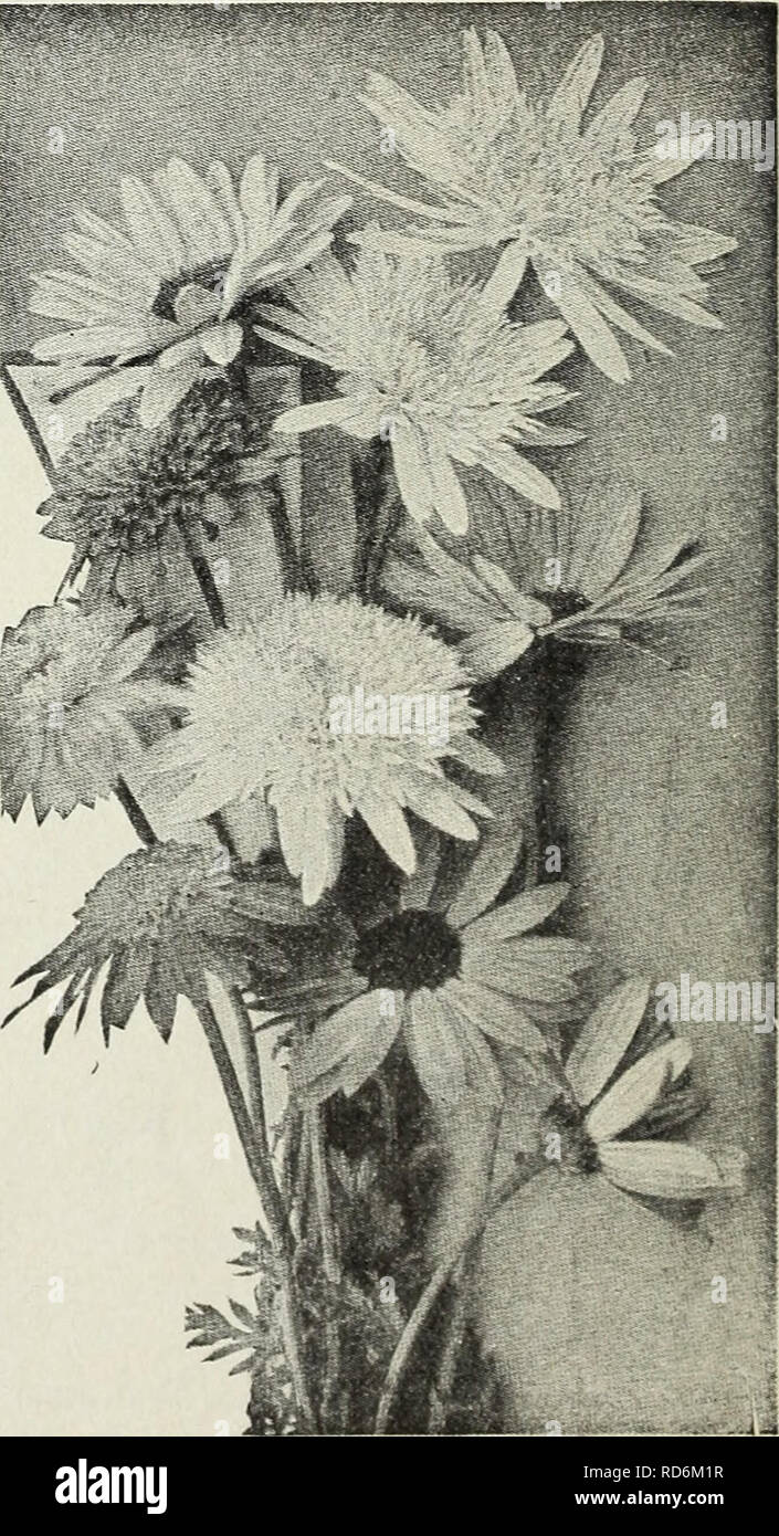 . Currie's autumn 1929 54th year bulbs and plants. Flowers Seeds Catalogs; Bulbs (Plants) Seeds Catalogs; Nurseries (Horticulture) Catalogs; Plants, Ornamental Catalogs. Platycodon Pentstemon Sedum (Stone Crop) SCABIOSA CAUCASICA (Blue Bonnet) Graceful, lavender-blue flowers borne on long stems, excellent for cut flowers. each, 30c; per dozen, ^3.00. SEDUM (Stone Crop) Acre (Golden Moss)—A dwarf creeping variety; fohage green; flowers bright yellow. Album—Dwarf, thick round foliage, flowers bright pink. Sexangular—Very dark green foliage, flowers yellow. Sieboldi—Round fohage, bright pink flow Stock Photo