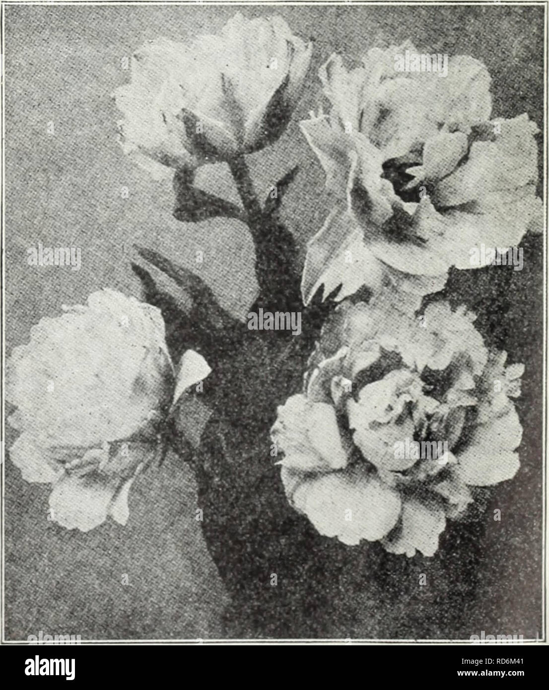. Currie's bulbs and plants : autumn 1928. Flowers Seeds Catalogs; Bulbs (Plants) Seeds Catalogs; Nurseries (Horticulture) Catalogs; Plants, Ornamental Catalogs. Tulip Chryselora Early Double Flowering Tulips Doz. 100 Azalea (E. S) Beautiful deep rose flushed salmon 550.90 .l!«.r&gt;0 Boule lie ei«:e (E. 10) — Large pure white .85 (J.OO Couronne d'Or (Crorn of Gold) — (E. 10) Flower large and very double, rich golden yellow shaded orange S.&quot;i (5.00 Klectra (E. S) — Carmine shaded light violet l.'2H 9.0O caoria Soils — (E. 9) Very large crimson with broad golden margin 85 (5.00 Miirillo ( Stock Photo