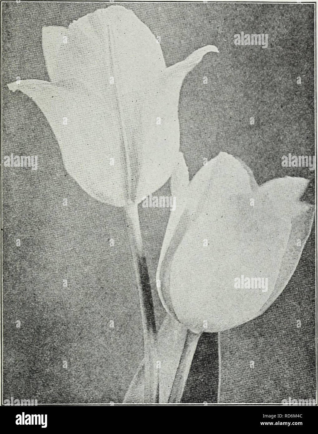 . Currie's bulbs and plants : autumn 1928. Flowers Seeds Catalogs; Bulbs (Plants) Seeds Catalogs; Nurseries (Horticulture) Catalogs; Plants, Ornamental Catalogs. 130-132 East Wisconsin Avenue, Milwaukee, Wisconsin. Tulip Chryselora Early Double Flowering Tulips Doz. 100 Azalea (E. S) Beautiful deep rose flushed salmon 550.90 .l!«.r&gt;0 Boule lie ei«:e (E. 10) — Large pure white .85 (J.OO Couronne d'Or (Crorn of Gold) — (E. 10) Flower large and very double, rich golden yellow shaded orange S.&quot;i (5.00 Klectra (E. S) — Carmine shaded light violet l.'2H 9.0O caoria Soils — (E. 9) Very large Stock Photo