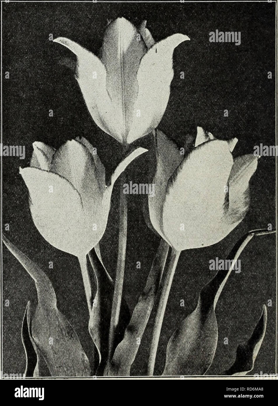 . Currie's autumn 1929 54th year bulbs and plants. Flowers Seeds Catalogs; Bulbs (Plants) Seeds Catalogs; Nurseries (Horticulture) Catalogs; Plants, Ornamental Catalogs. La Merveille—(18 in.) A superb Tulip of great size, color orange scarlet, flushed rose with yellow center, deliciously fragrant. Doz., 70c; 100, ^4.50; 1000, ^40.00. Maiden's Blush (Picotee)—(24 in.) Pure white with rosy-pink margins. Doz., 75c; 100, ^5.00; 1000, ^45.00. Marvel—(24 in.) Inside old gold, outside salmon rose yellow edges, sweet scented. Doz., ^1.35; 100, ^9.00; 1000 ^85.00, Mrs. Kerrell—Orange rose, center white Stock Photo