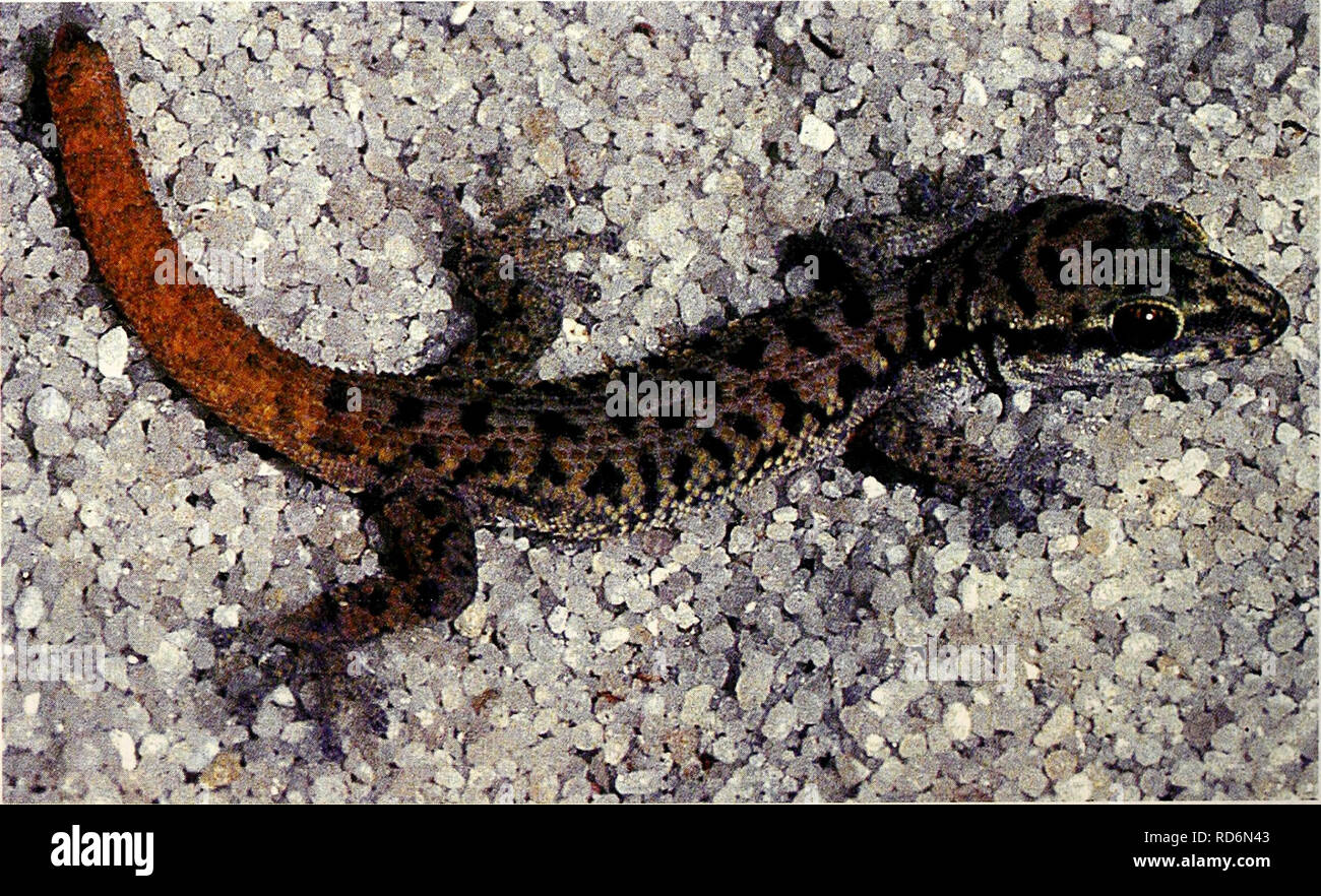 . Current herpetology. Reptiles; Herpetology. Fig. 3. Living specimen of adult male Dixo- nius hangseesom, sp. nov. from Sai Yok, Kancha- naburi Province, Thailand. Note the bright orange tail, crossbanded dorsal pattern and dark markings on sides of head. Photo by Montri Sumontha.. Fig. 4. Male paratype (ZMB 65437) of Dixonius hangseesom, sp. nov. shortly after capture as a 33 mm SVL subadult-adult. Compare tail coloration and dorsal pattern with Fig. 5. Photo by Wolfgang Grossmann.. Please note that these images are extracted from scanned page images that may have been digitally enhanced for Stock Photo