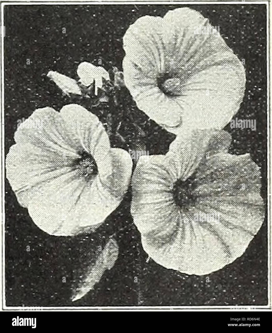 . Currie Bros. : fifty-eighth year 1933. Flowers Seeds Catalogs; Bulbs (Plants) Seeds Catalogs; Vegetables Seeds Catalogs; Nurseries (Horticulture) Catalogs; Plants, Ornamental Catalogs; Gardening Equipment and supplies Catalogs. LINUM (Flax) Free-Flowering, Pretty Plants Grandiilorum Coccineutn—A beautiful dwarf annual, with crimson flowers. Pkt. 10c PERENNIAL LINUM (See page 49) LEPTOSIPHON Free flowering dwarf hardy annuals bearing bright flowers profusely in many colors, suitable for edging or rock work. Finest Mixed Pkt. 10c LOPHOSPERMUM SCANDENS—A beautiful climbing an- nual with rosy-pu Stock Photo
